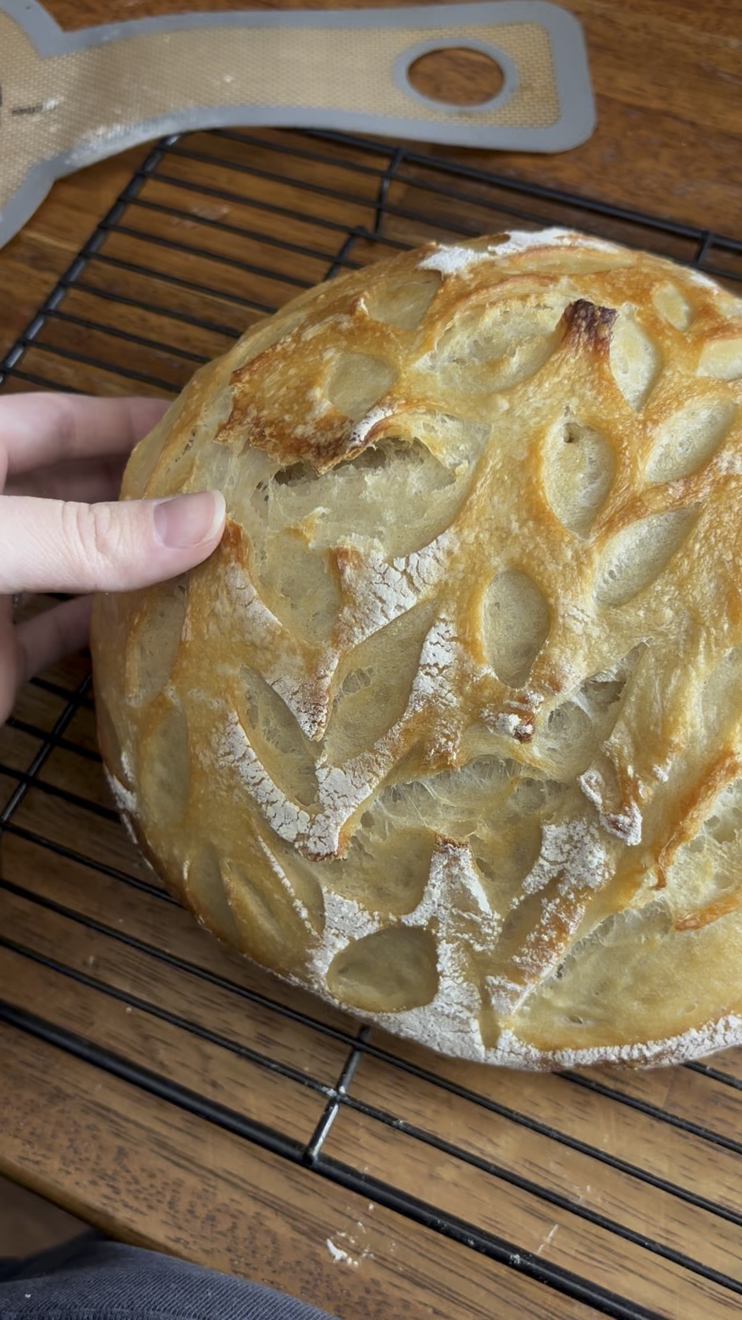 The best sound 😩🤤🍞 linking all my sourdough favs down here!

#LTKHome #LTKFamily #LTKMostLoved