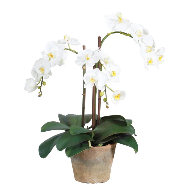 Terracotta Potted Orchid Faux Arrangement | Cailini Coastal