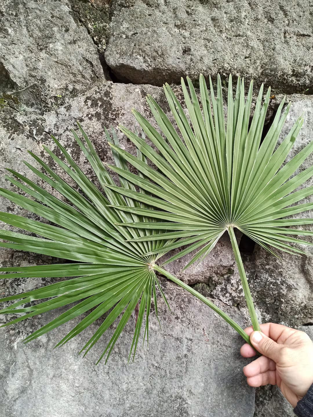 Dried Sun Palm Leaves 1st, Green Organic Tropical Fan Palm Leaf, Natural Dry Home Palm Decor, Wed... | Etsy (US)