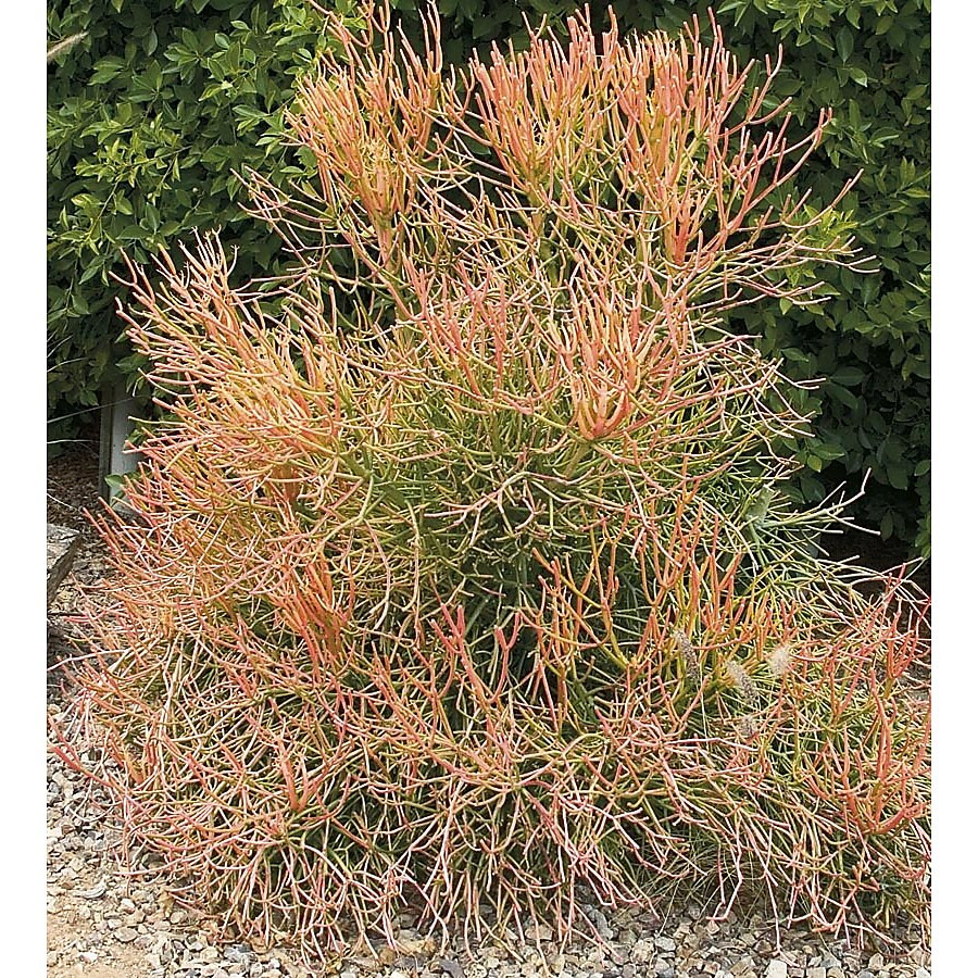 Your Growing Zone: 10|Planting in 85041This plant is not suited for your zone!Shop Plants for You... | Lowe's