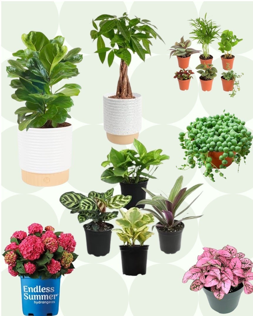 Discover amazing plants online! 

#LTKHome #LTKActive #LTKdayinmylife