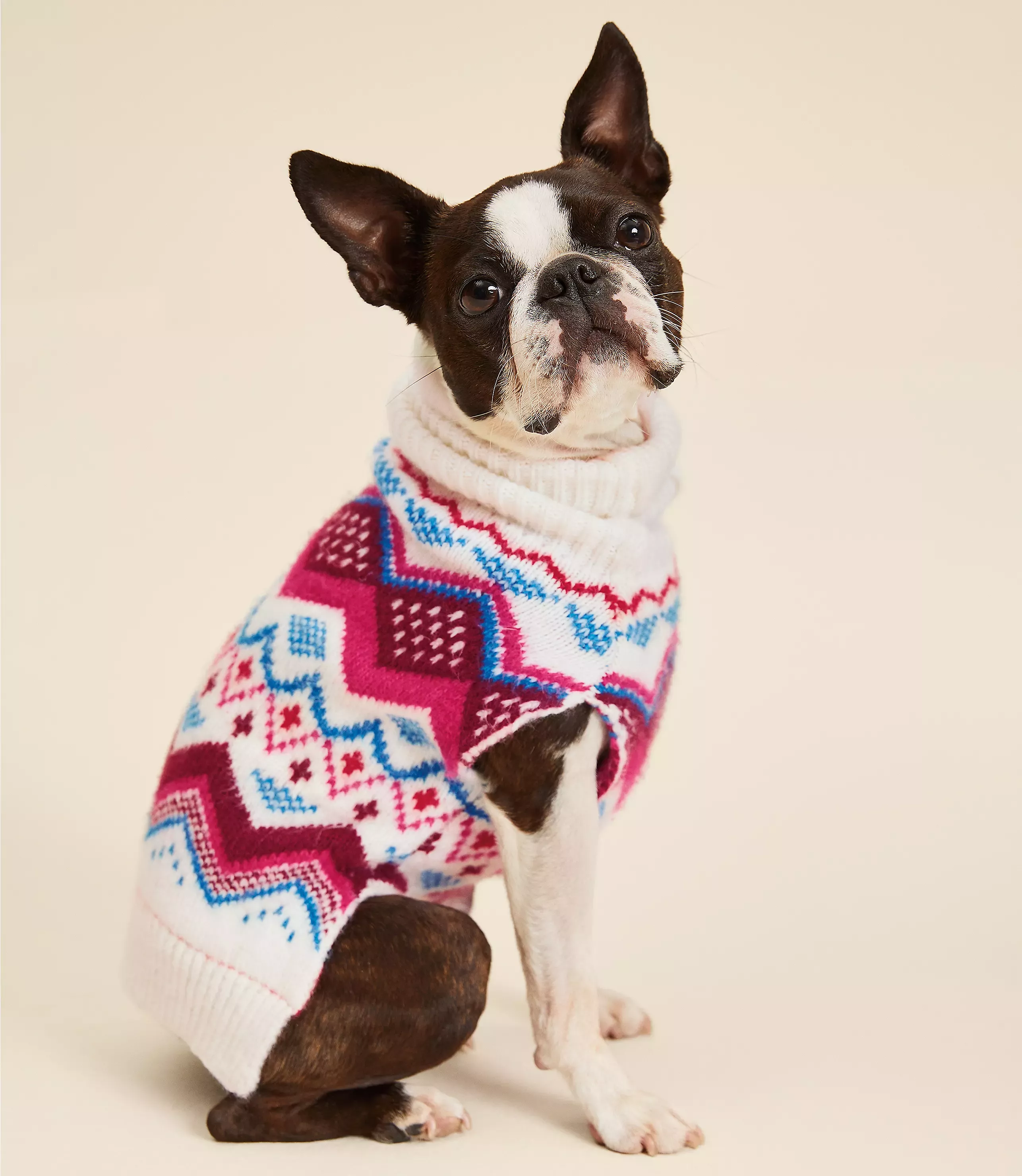 Loft dog sale sweater