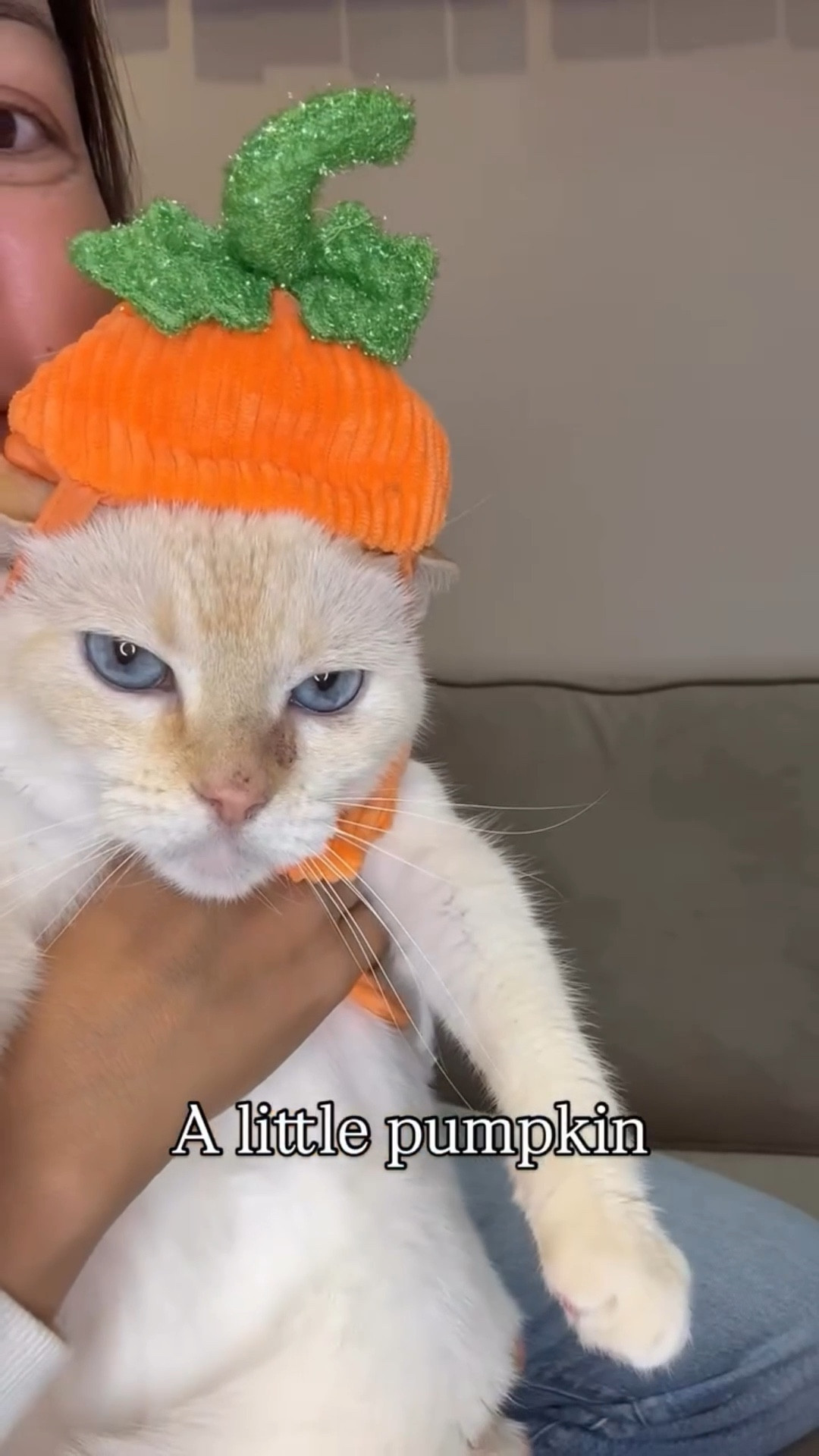 Seems crazy, but Halloween is right around the corner, so it’s time to pick a costume for Blue. Comment your favorite. #catsofwashingtondc #catsofinstagram #washingtondc