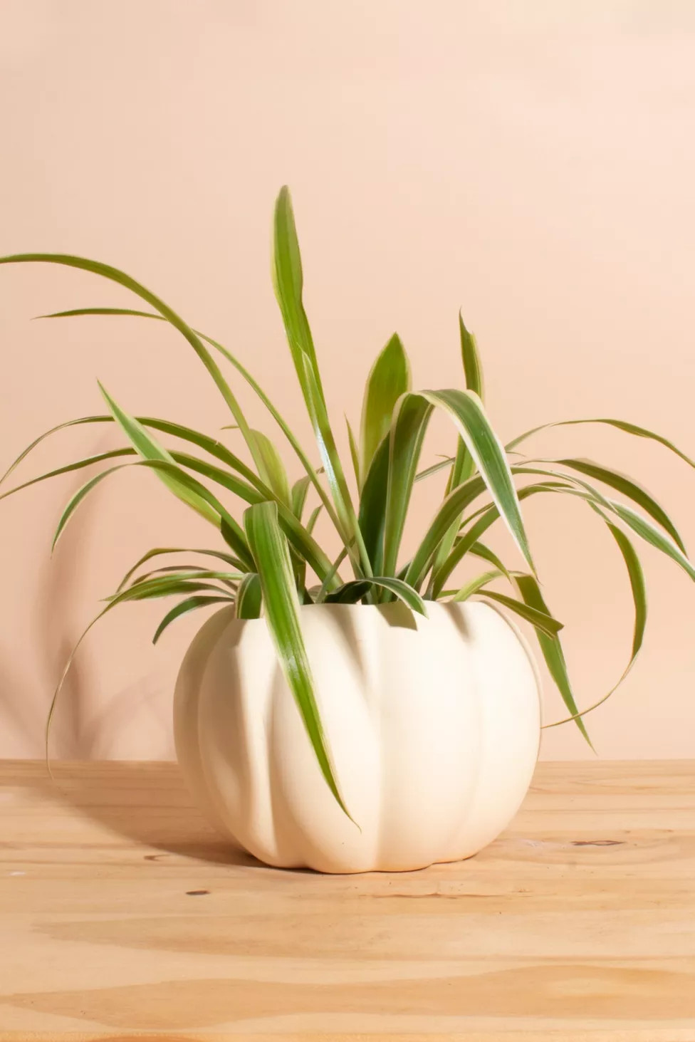 Home Botanicals Bonnie Spider Houseplant in Ceramic Pumpkin Planter | Urban Outfitters (US and RoW)