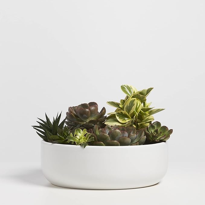 PEACH & PEBBLE Ceramic Bowl Planter. Plant Pot for Indoor Succulents. (12 Inch, White) | Amazon (US)