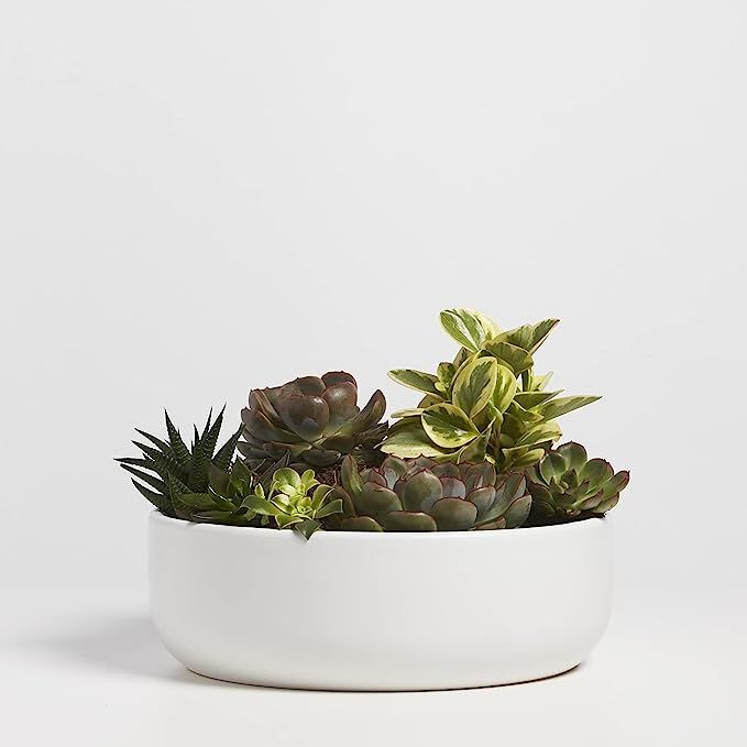 PEACH & PEBBLE Ceramic Bowl Planter. Plant Pot for Indoor Succulents. (12 Inch, White) | Amazon (US)