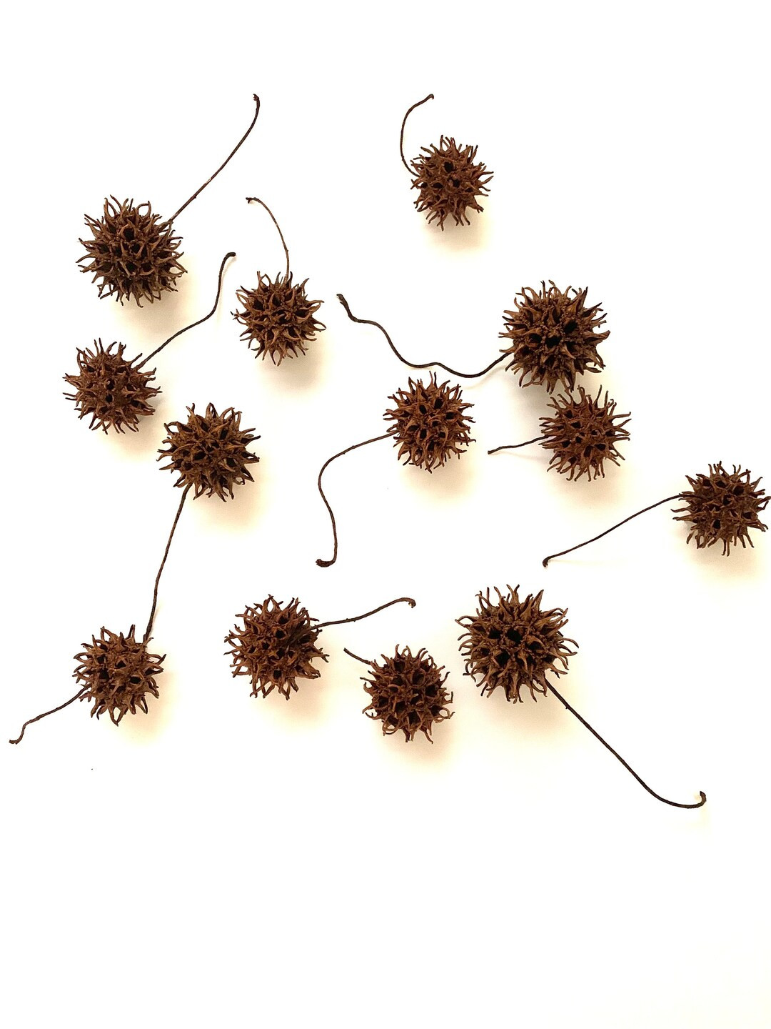 Dried Sweet Gum Balls: Natural Spiked Seed Pods for Crafts - Etsy | Etsy (US)
