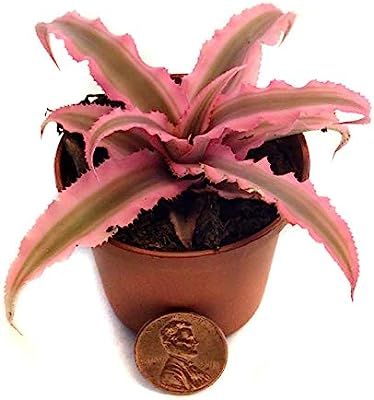 Cryptanthus bivittatus - Pink Earth Star - Grower's Choice | Amazon (US)