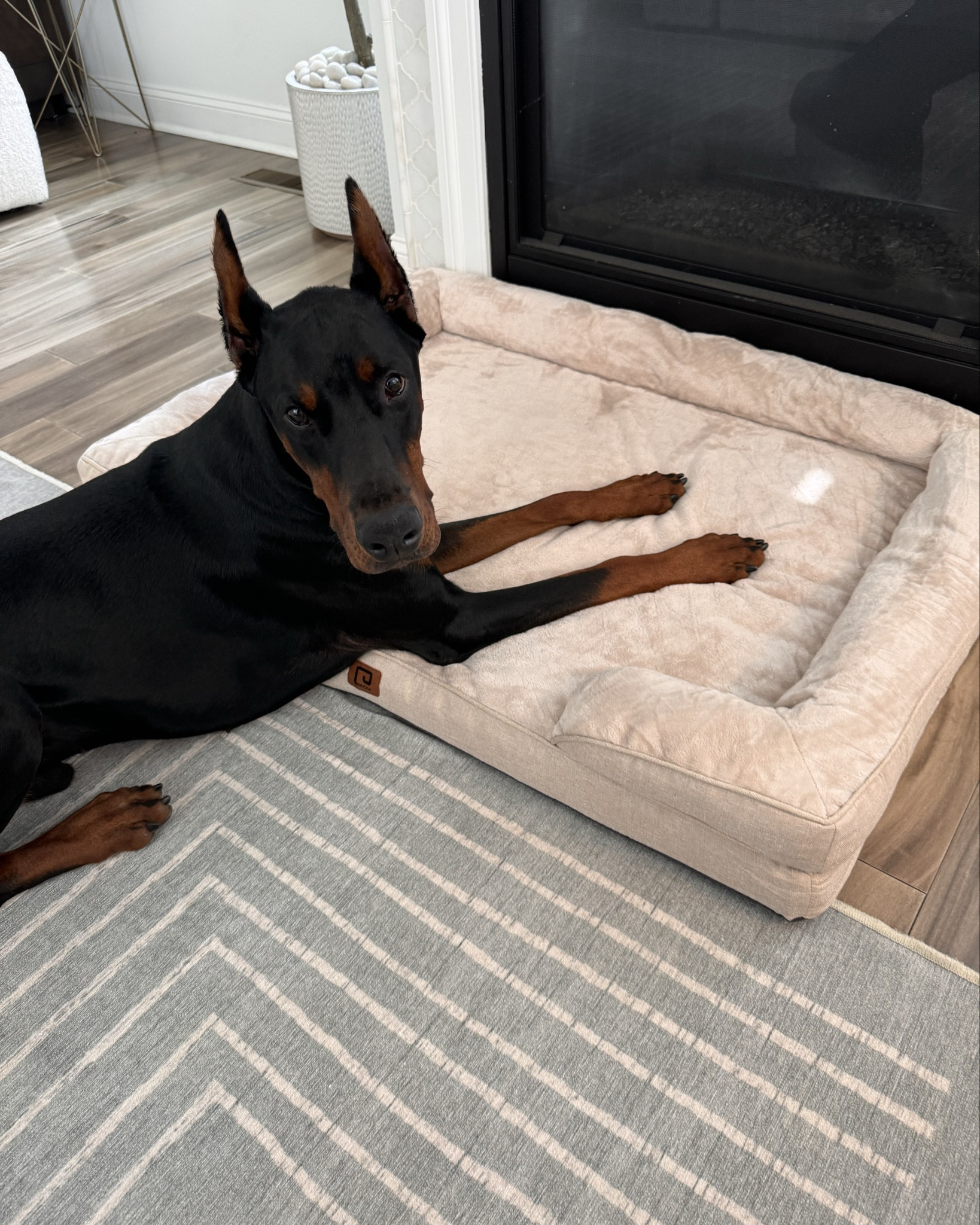 Puppy Essentials: Neutral Dog Bed and Washable Rug

#LTKSaleAlert #LTKHome