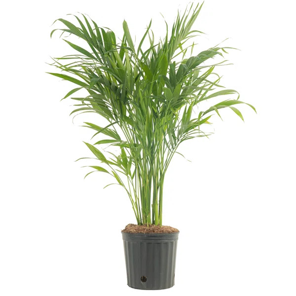 Cat Palm in Nursery Pot | Wayfair North America
