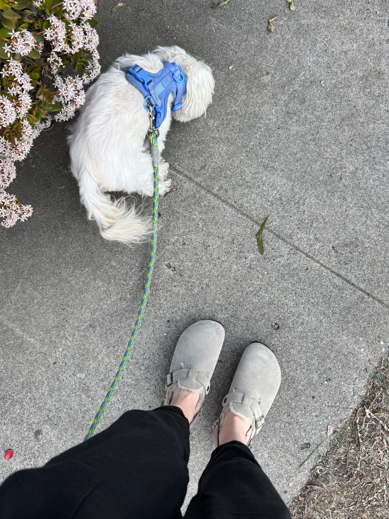 I’ve been wanting these Birkenstocks for forever! These are the shearling version that are soft and fuzzy! I wear them everywhere now! 