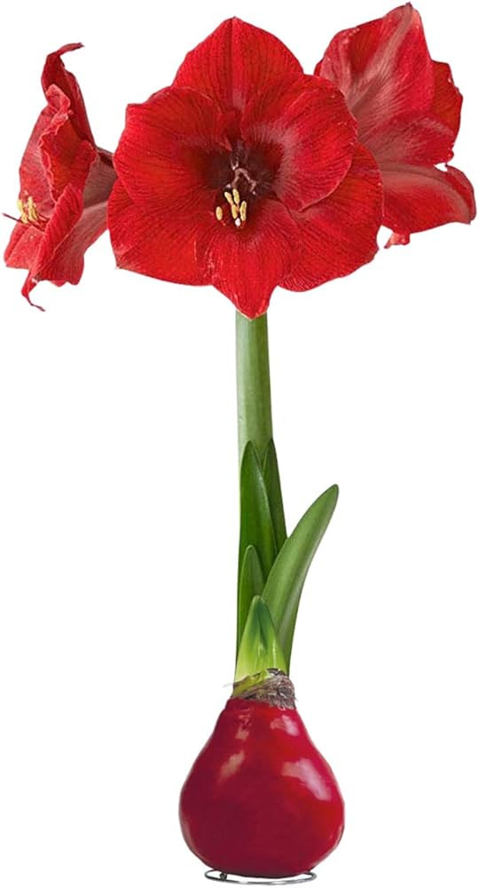 Waxed Amaryllis Bulb - Red - Easy Care - No Watering Needed - Beautiful Holiday Décor | Amazon (US)