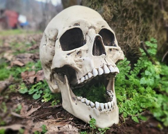 Realistic Human Skull Replica, Movable Jaw, Real Human Skull | Etsy (US)
