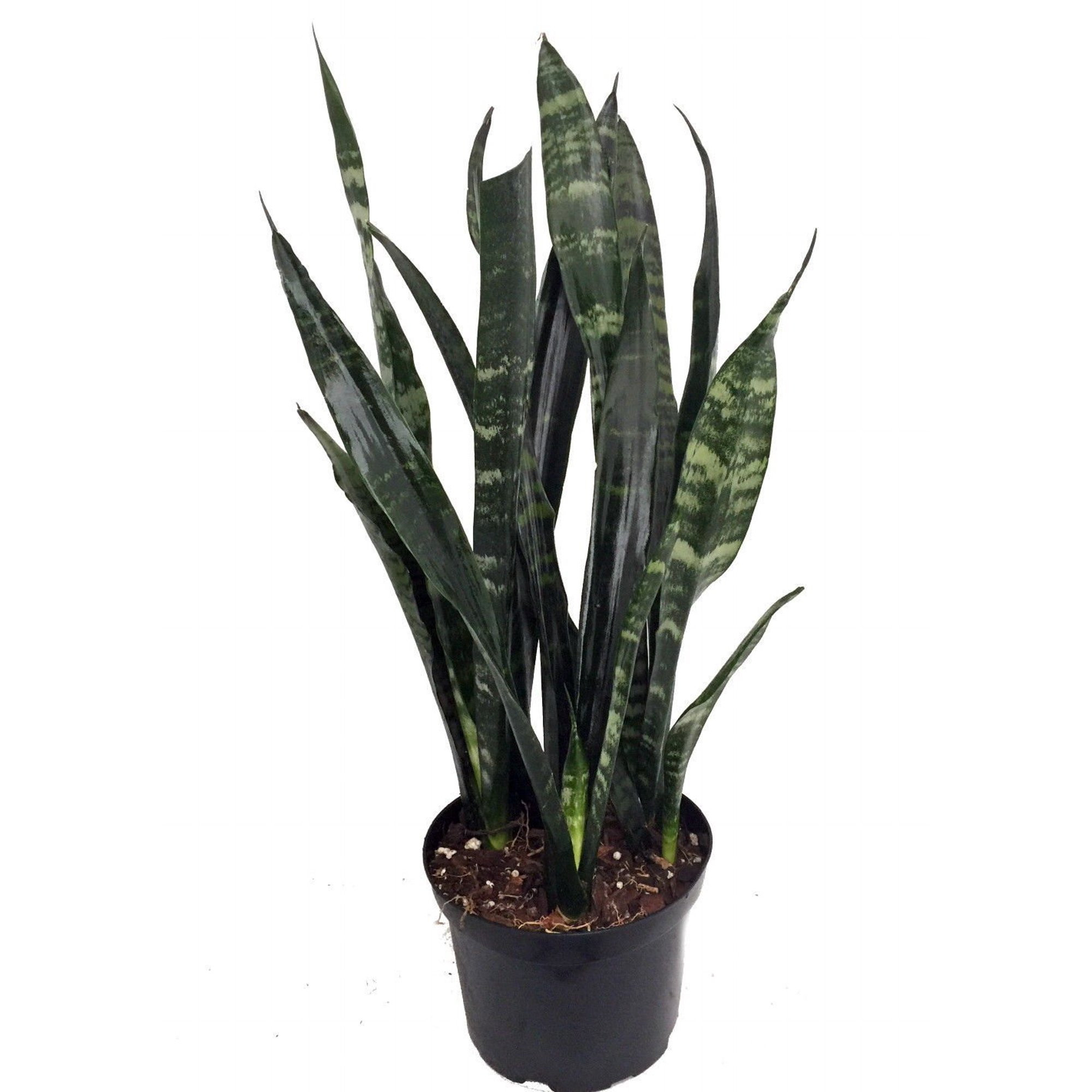 Black Coral Snake Plant - Sansevieria - Almost Impossible to kill - 6" Pot | Walmart (US)