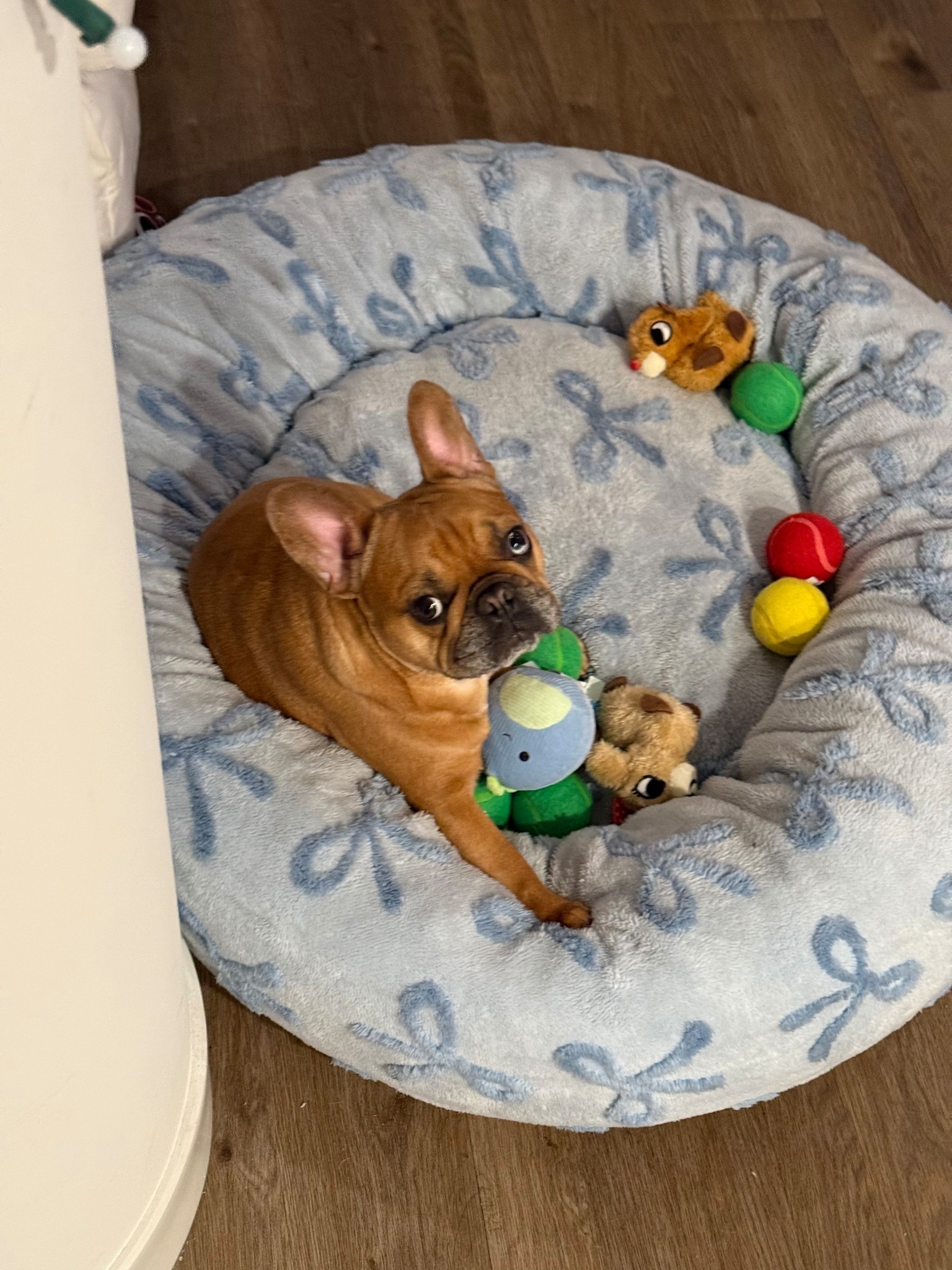 Bella girl

#LTKFindsUnder50 #LTKHoliday #LTKHome