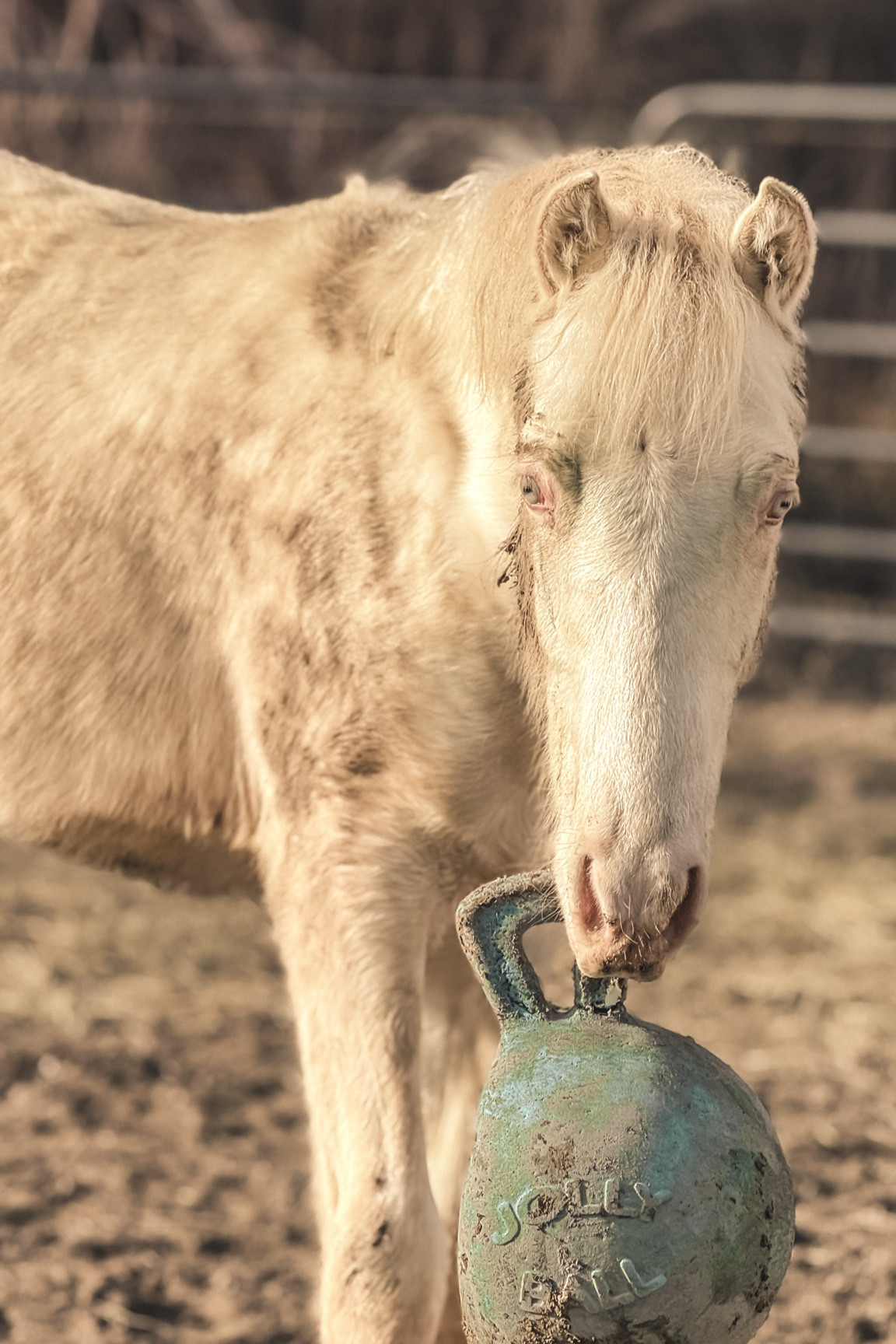 The Jolly Ball has provided our animals endless hours of entertainment for years. Even in its current state the dog and our newest foal disagree over who should get to keep it. #jollyball #horse 