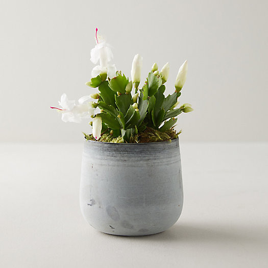 White Summer Cactus, Metal Pot | Terrain