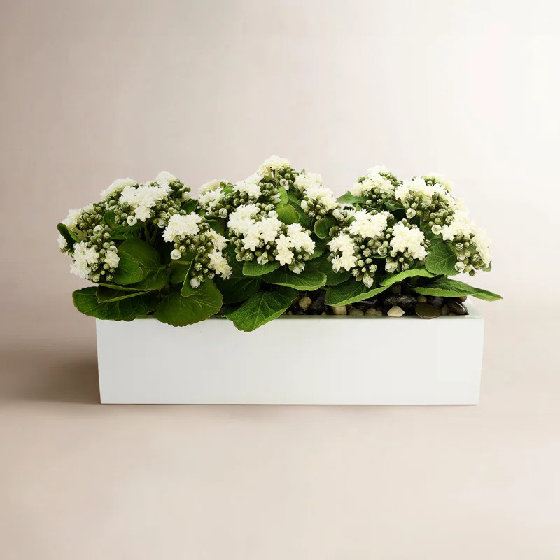 Kallas Kalanchoe Arrangement in Fiberstone Planter | Wayfair North America