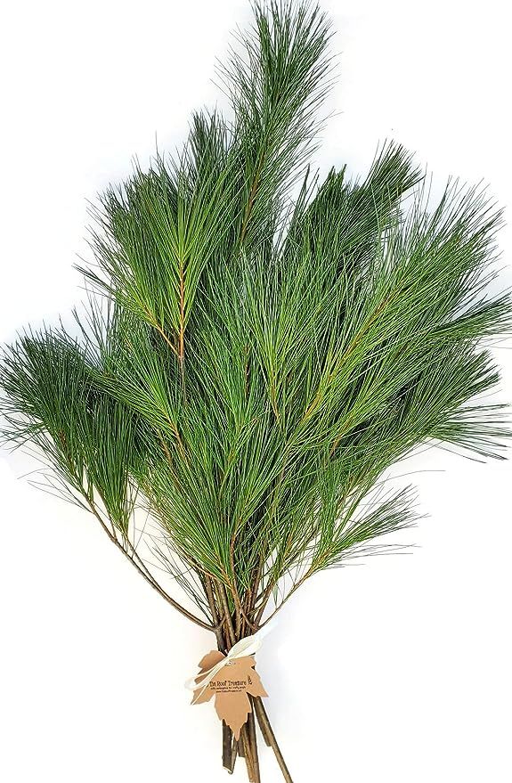 Amazon.com : Tin Roof Treasure Fresh Clipped Natural Maine Eastern Pine Boughs, 12" to 22" , Pack... | Amazon (US)