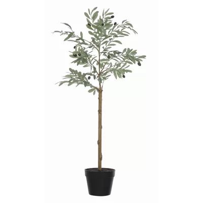 Olive Plant in Pot Bungalow Rose | Wayfair North America