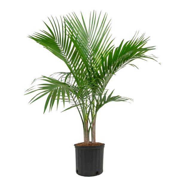 Costa Farms  Live Indoor 3-4 FT. Tall Green Majesty Palm Tree; Bright, Indirect Sunlight Plant in... | Walmart (US)
