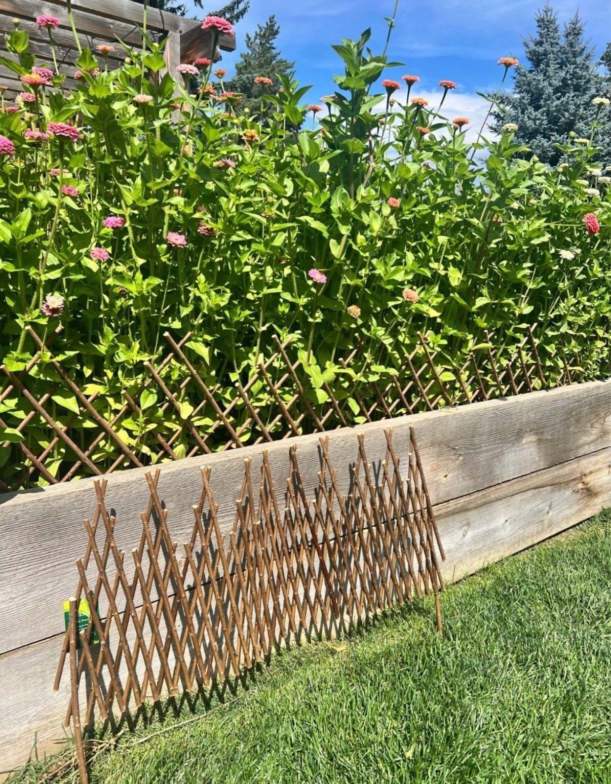I’ve been reaching for expandable willow fencing more and more in the garden. It adds that natural, slightly rustic look, works well for climbing plants, and even helps to add a barrier if needed! It’s an easy, lovely upgrade for any garden space 🌼

#LTKHome #LTKFindsUnder100 #LTKFindsUnder50