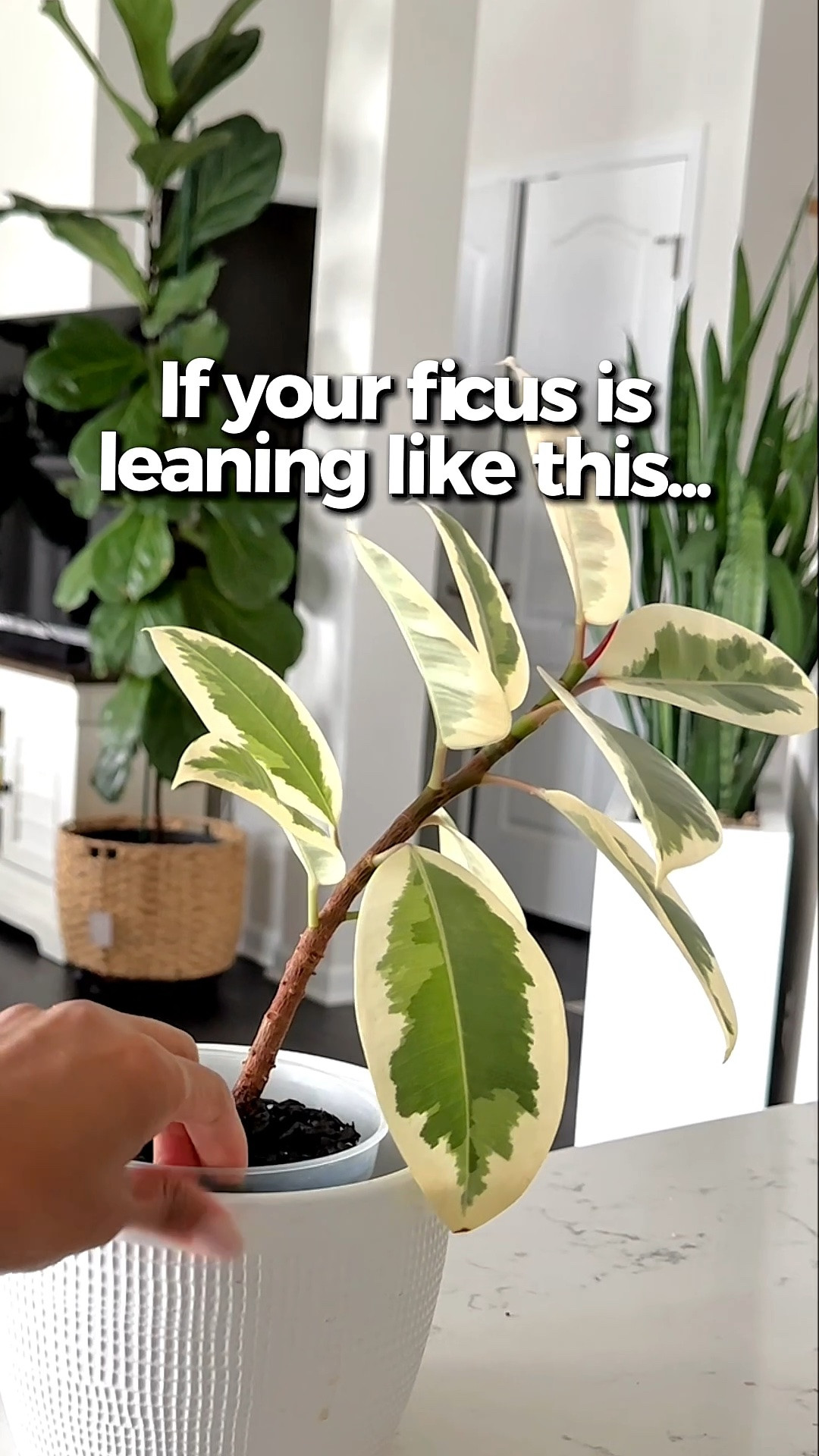 Plant Support

#LTKstorytime #LTKHome
