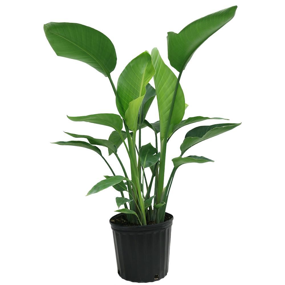 Costa Farms White Bird of Paradise in 9-1/4 in. Pot-10WHITE - The Home Depot | The Home Depot
