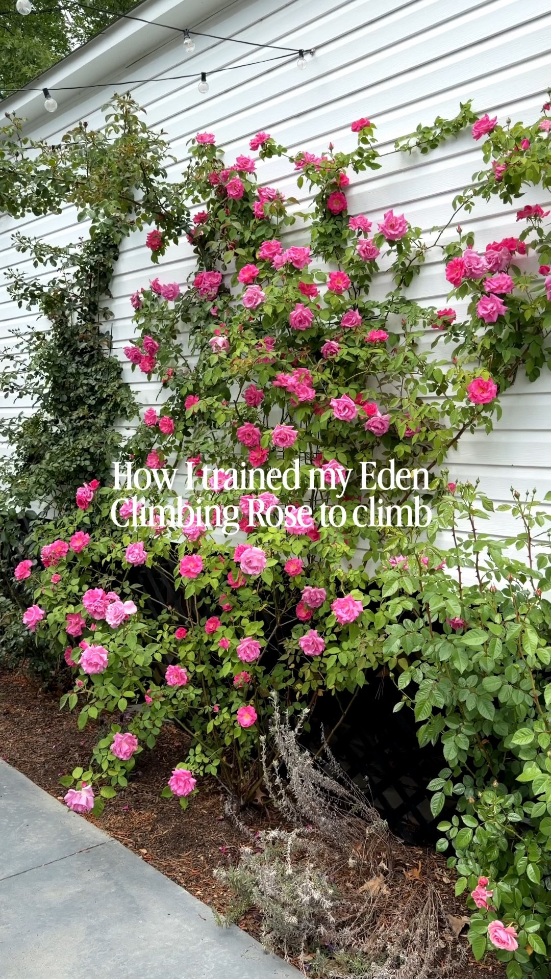 Climbing rose hack,  easy hook idea