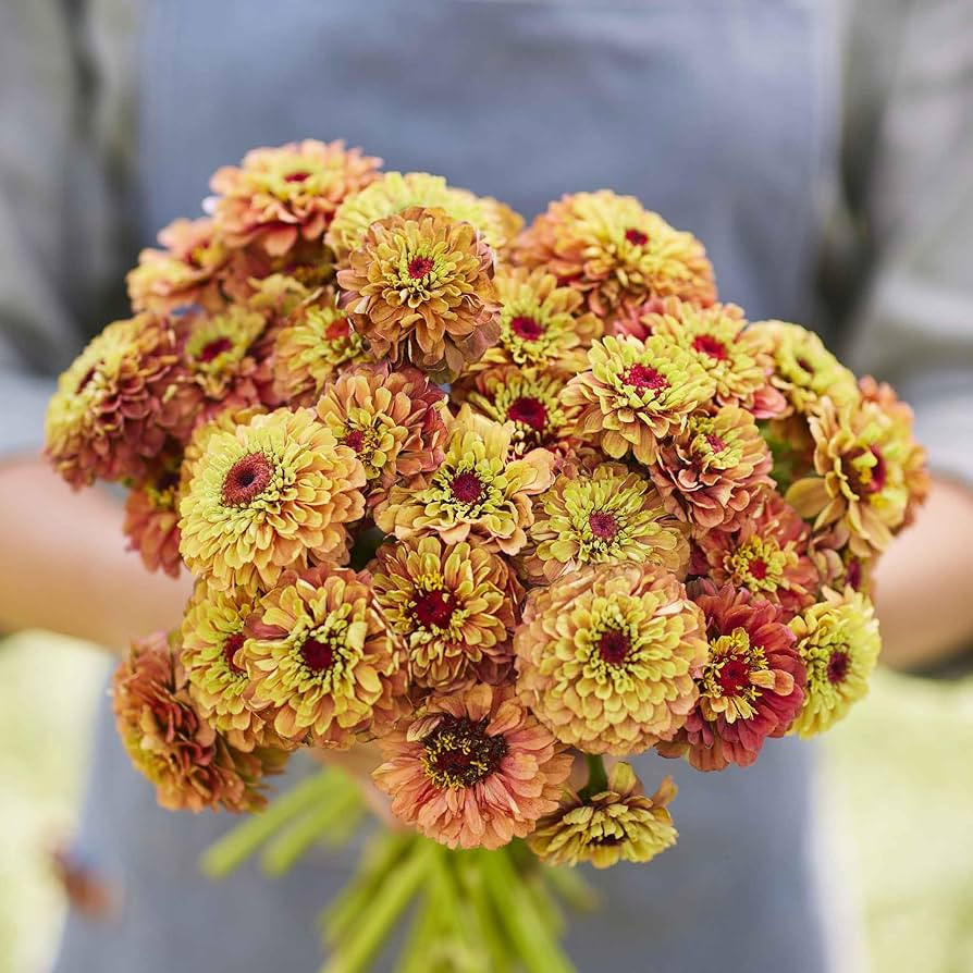 Eden Brothers Zinnia Seeds - Queen Lime Orange, Non-GMO Seeds for Planting, Packet | Low-Maintena... | Amazon (US)