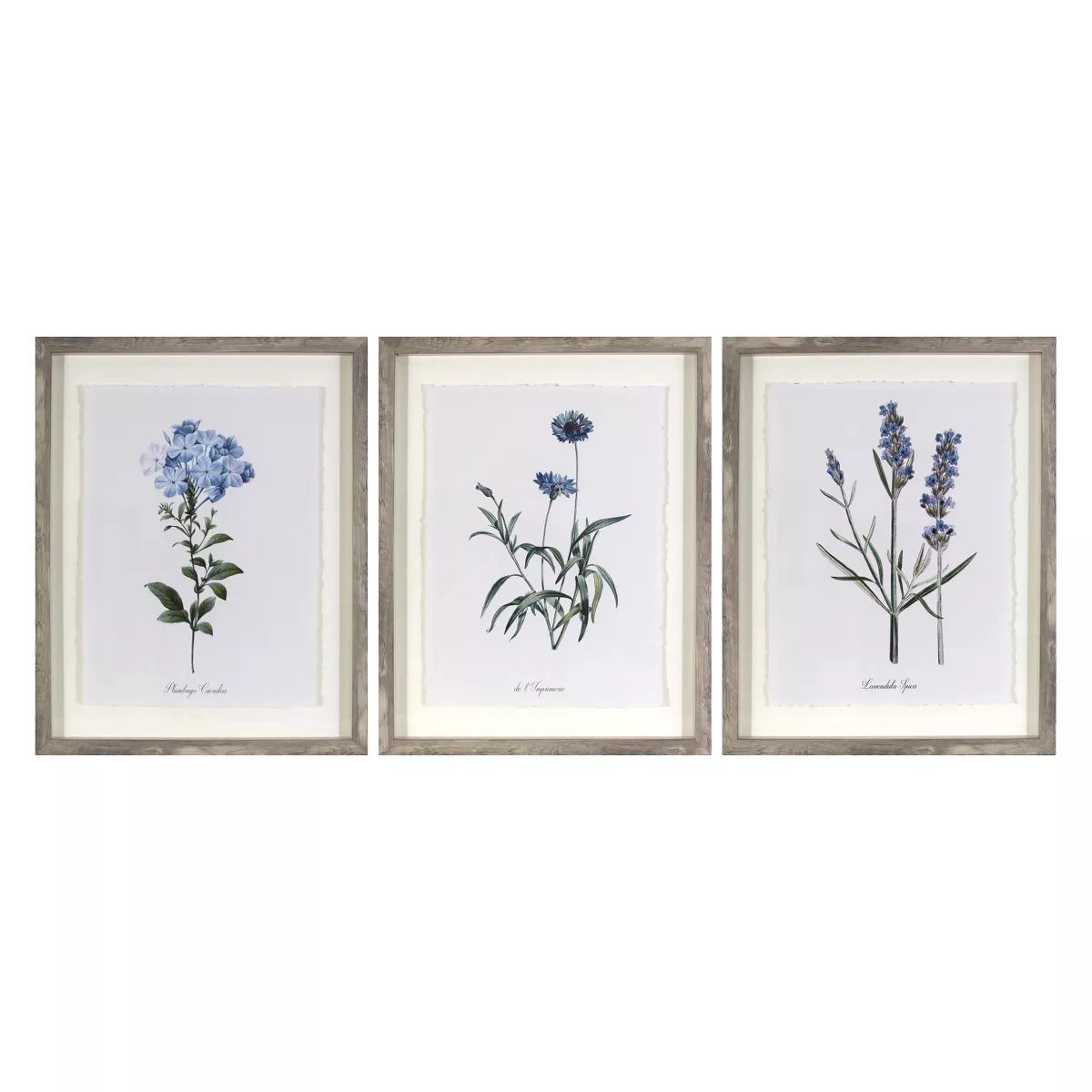 (Set of 3) 16"x20" Framed Vintage Botanicals Decorative Wall Art Natural/Blue - Threshold™ | Target