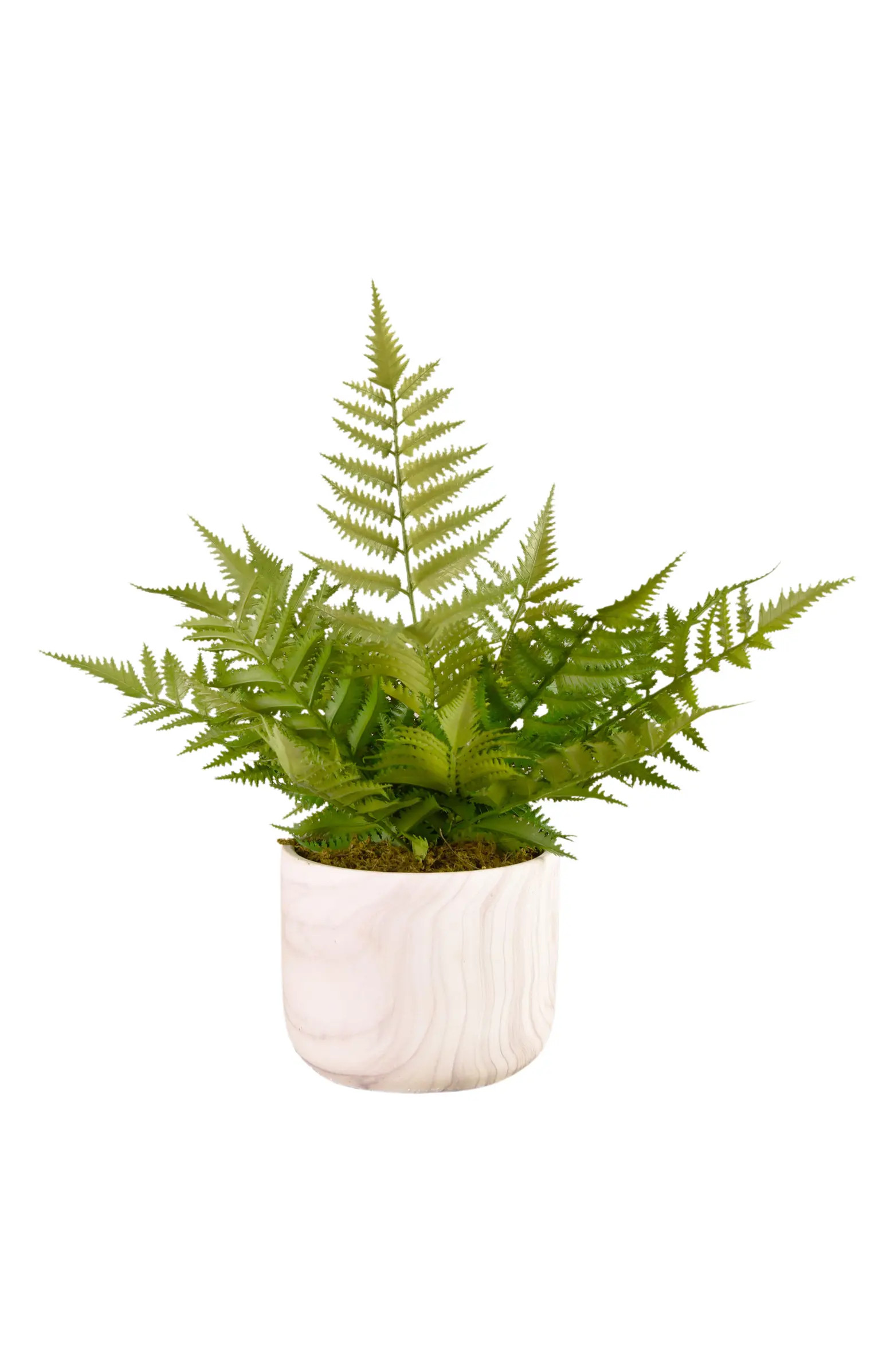 Potted Fern Planter Decoration | Nordstrom