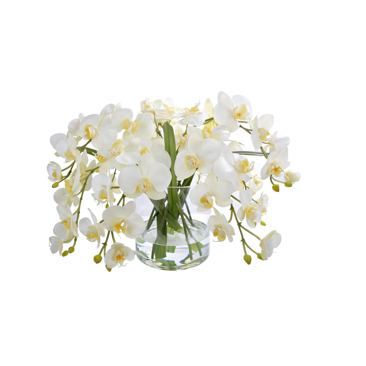 Phalaenopsis Orchid In Glass | Perigold