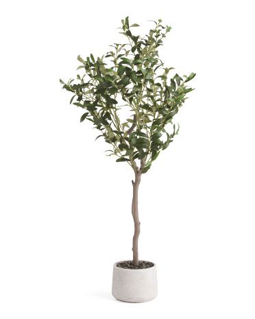 4ft Olive Tree In Stone Pot | TJ Maxx
