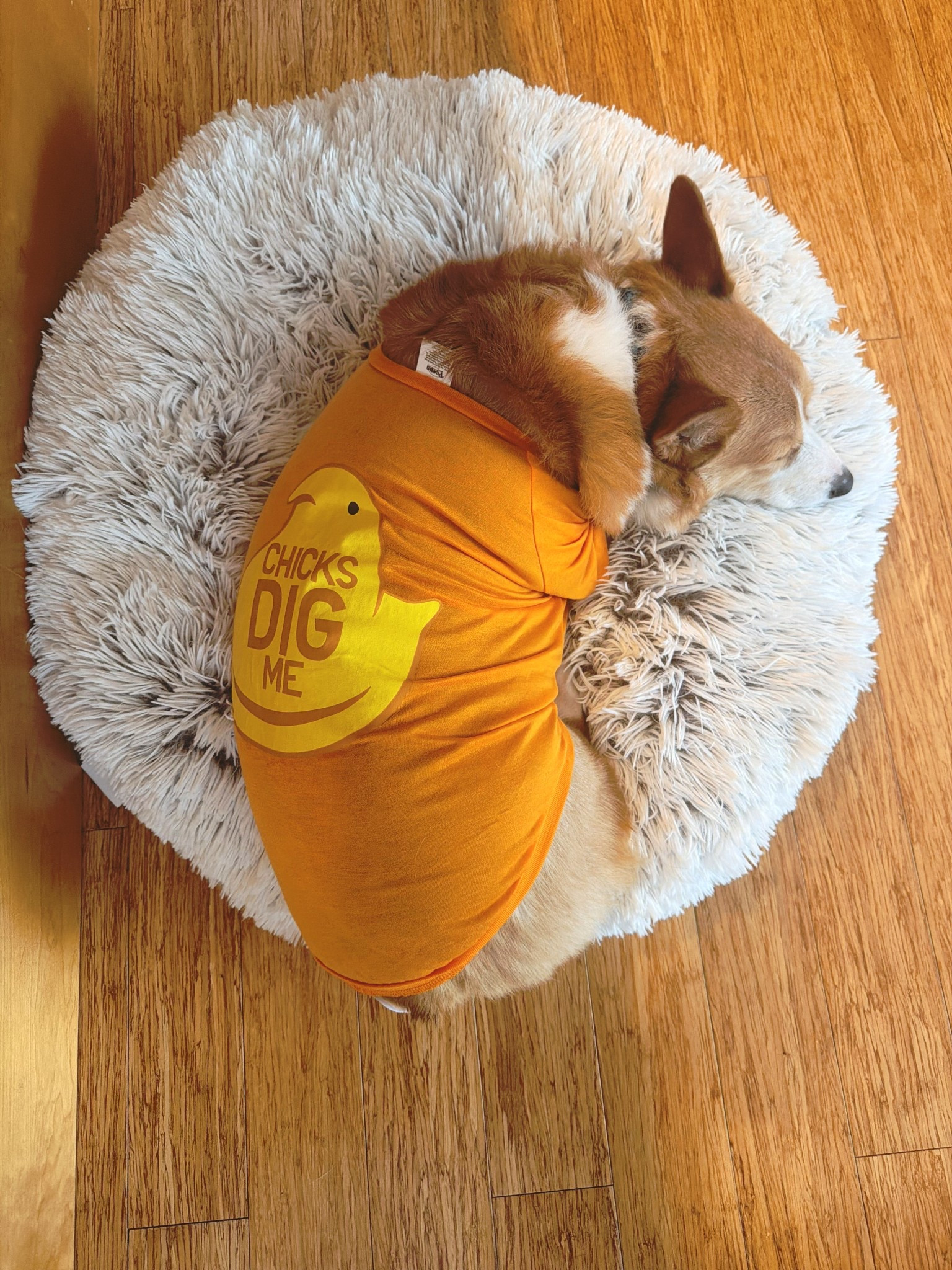 pets | dog | puppy | easter | outfit | shirt 

#LTKdayinmylife #LTKKids