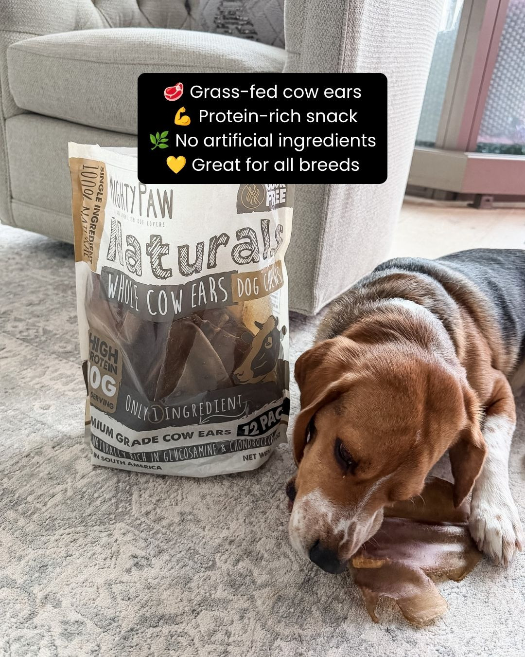 Treat your pup to a long-lasting, satisfying chew 🐶🦴✨ with these natural unbleached cow ears! Made for dogs who love to chew, they're a great way to keep your furry friend happily occupied while supporting everyday chewing instincts 💖🐾. Perfect for rewarding your pup with a tasty, natural treat they'll love 👀✨. Trust me, tails will be wagging for these!

#dogtreats #cowears #naturaldogtreats #dogchews #petessentials #doglife #furbaby #petparents #doglovers #petcare #happydog #dogmom #healthypets #dogproducts #ltkpets #ltkfinds #musthave #petlove #chewtime #dogapproved 

 