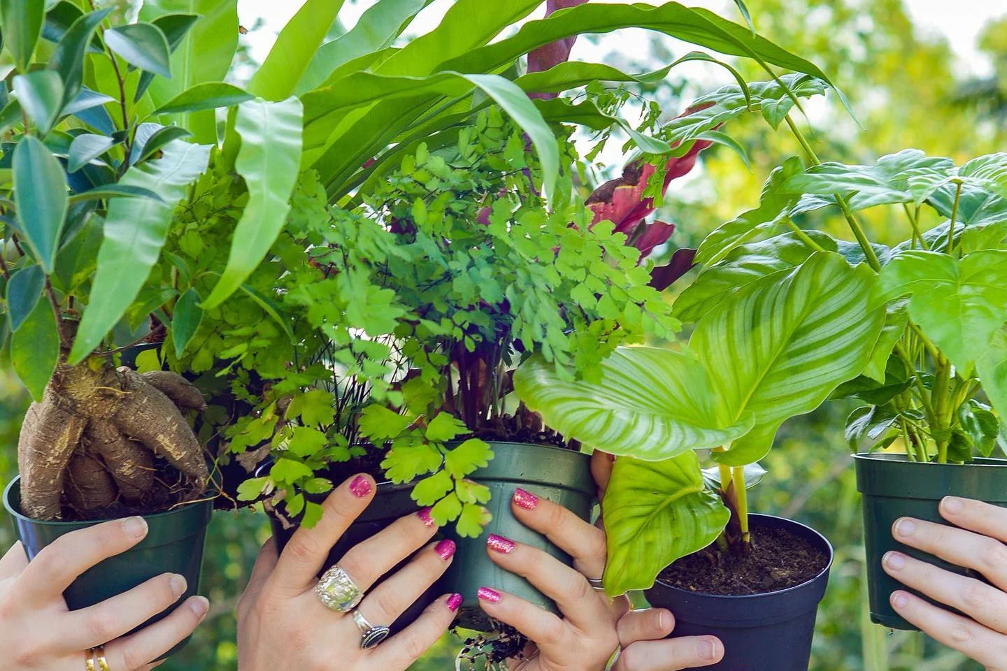 HOUSE PLANT BOX 2026 by My Garden Box - Cratejoy | Cratejoy
