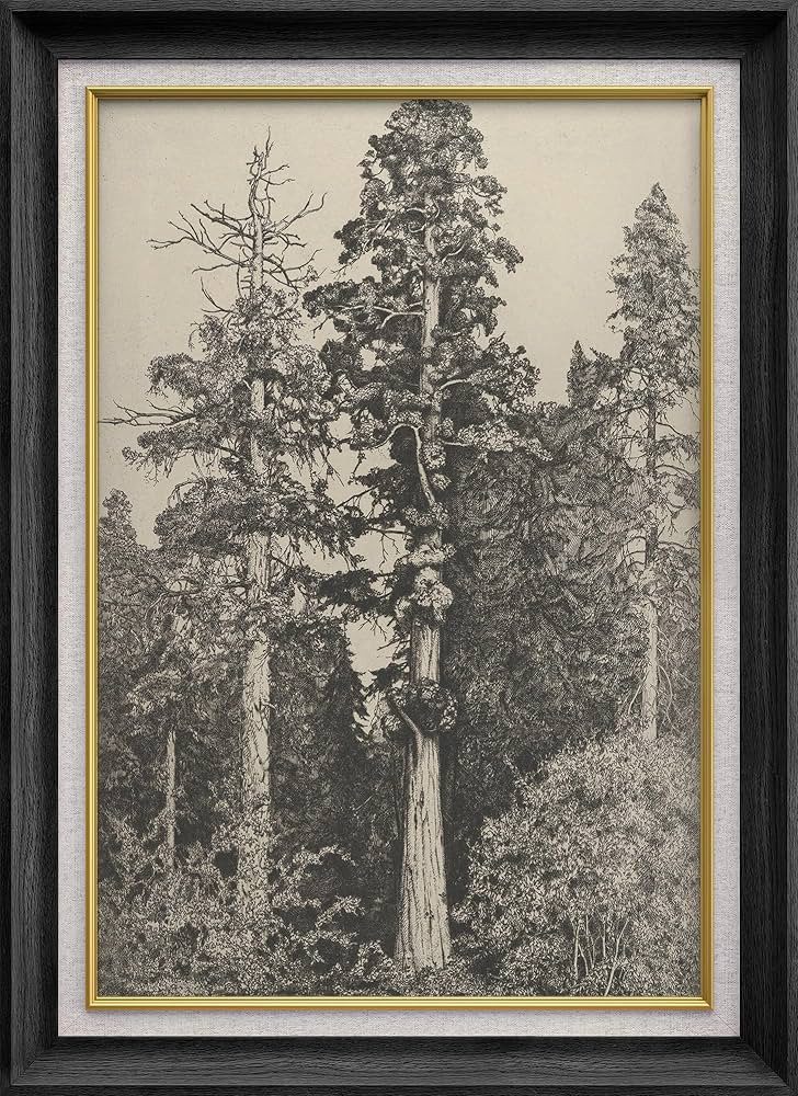 SIGNWIN Premium Frame Art Vintage Etching of Majestic Forest Trees Classic Illustrations Fine Art... | Amazon (US)