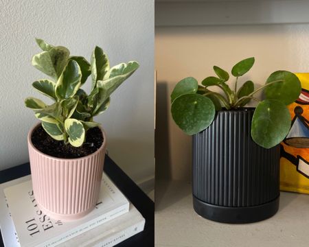 New plants from Amazon 