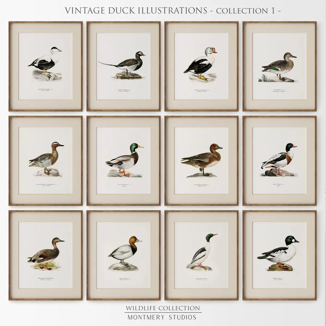 Vintage Duck Prints, Set of 12, Digital Duck Illustrations, Duck Breeds and Species, Mallard Duck... | Etsy (US)
