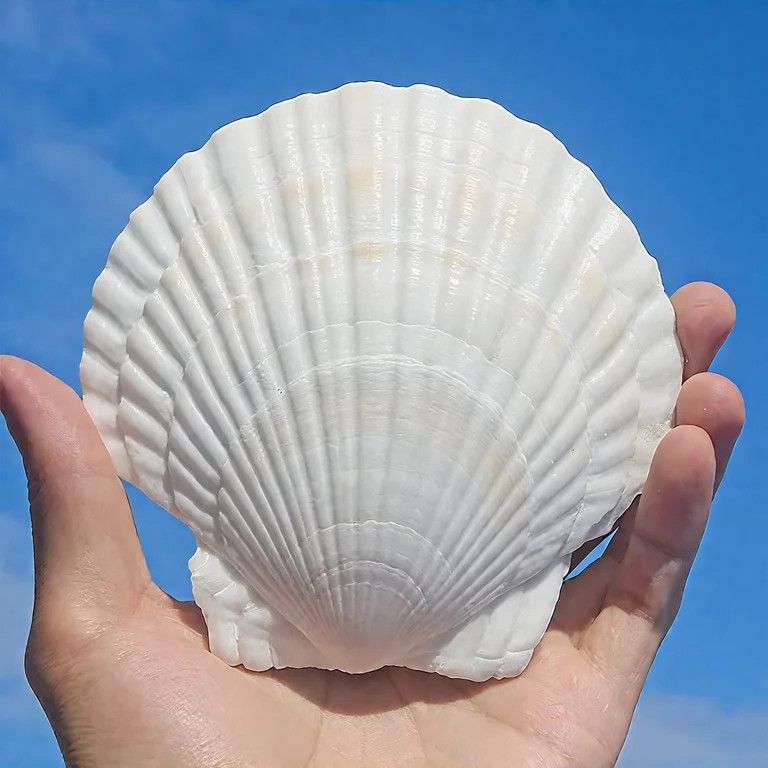 Sinkoo 6 Pcs Large Scallop Shells for Crafts 4''-5'' White Sea Shells Bulk for Crafts Painting, B... | Walmart (US)