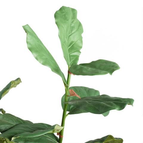 Faux Fiddle-Leaf Fig Plant | World Market