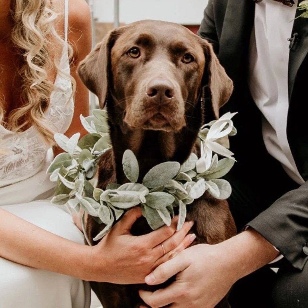Dog Greenery Flower Collar, Wedding Flower Collar, Eucalyptus Dog Collar, Dog Photos, Mixed Green... | Etsy (US)