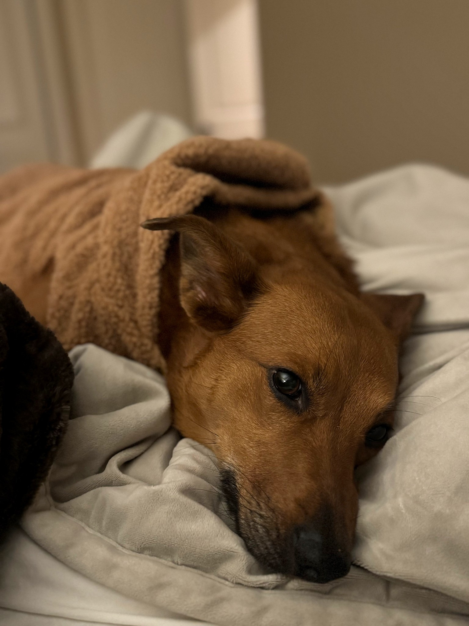 The world’s cutest neutral dog jacket! This is so luxurious for the price, I swear my dog wants to always have it on. It’s so cozy to jeep her warm in the cool winter months. 

#LTKHoliday #LTKPets #LTKSeasonal