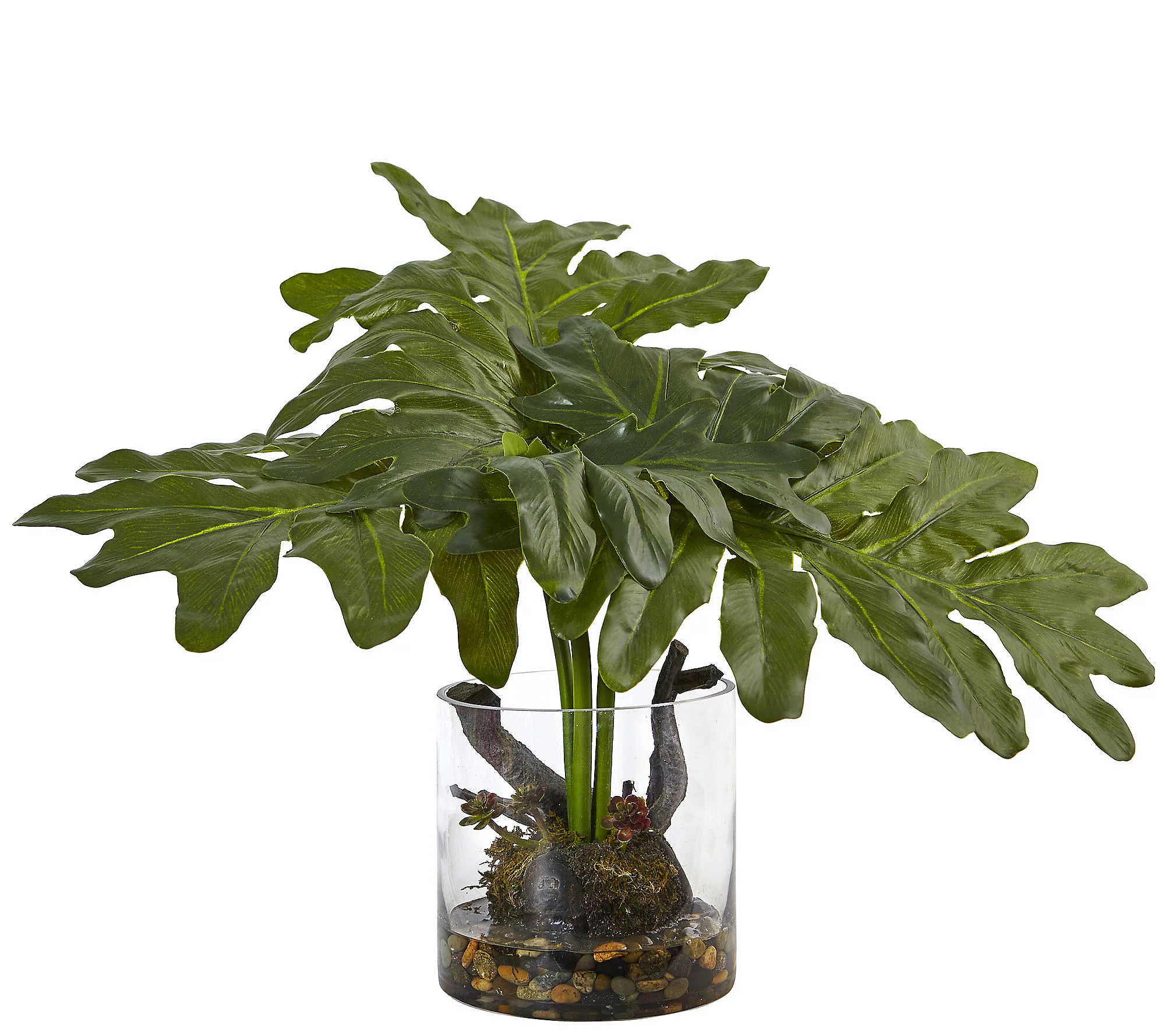 Philodendron Arrangement with Vase by Nearly Natural | QVC