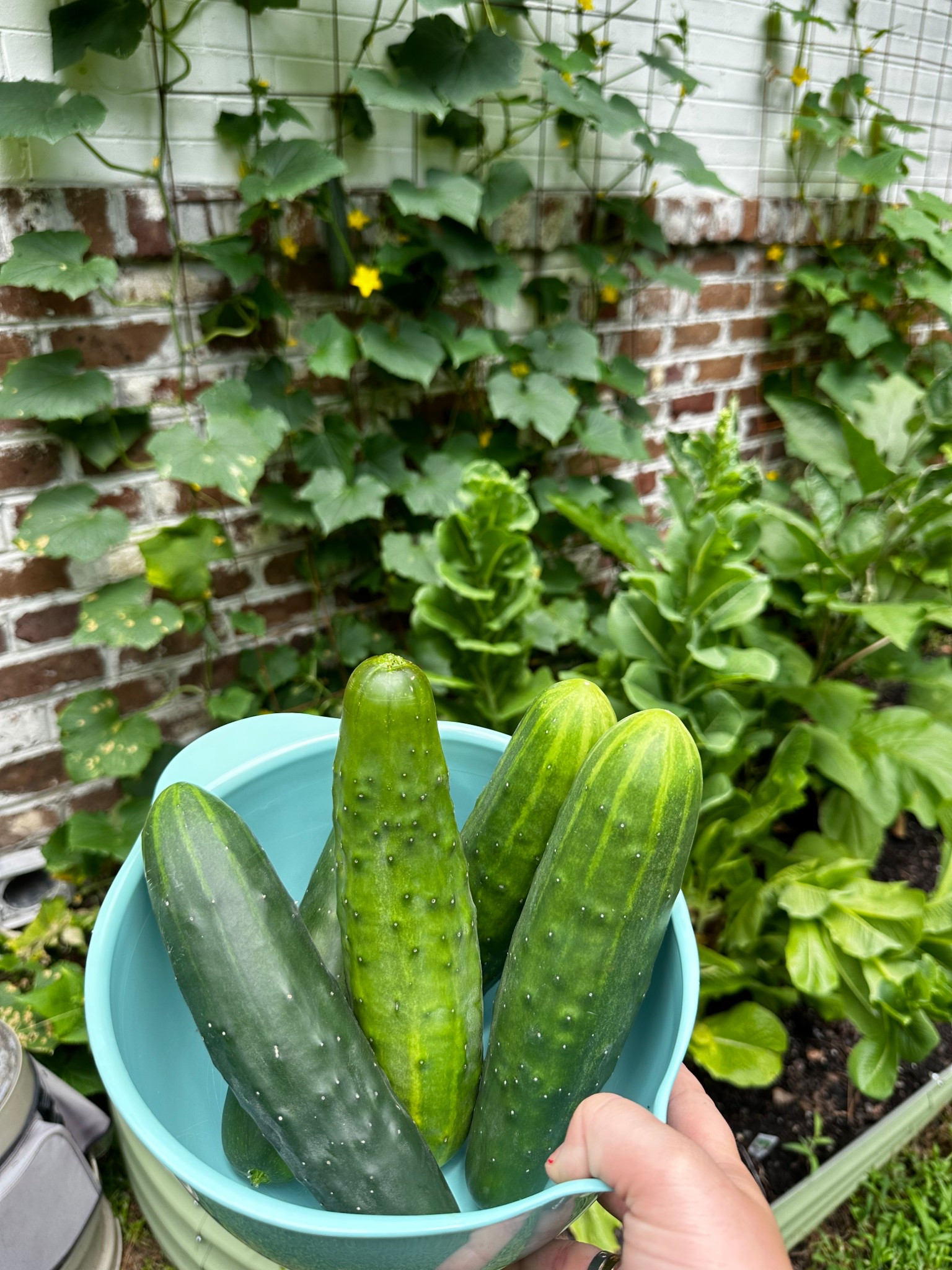 easiest trellis system for cucumbers 🥒 