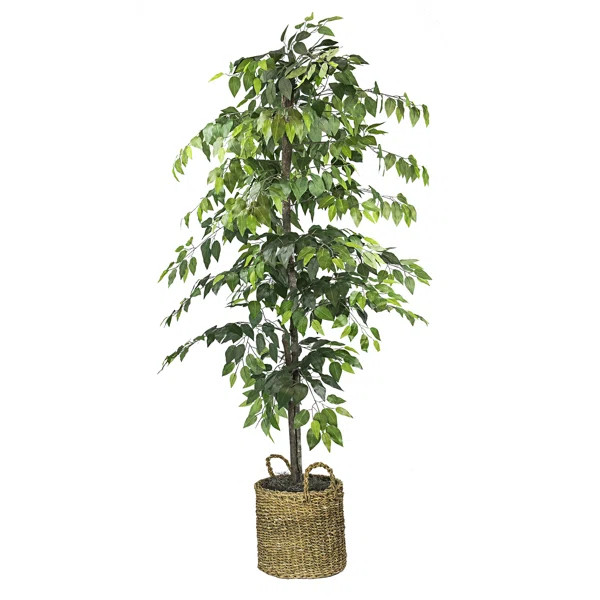 72'' Faux Ficus Tree in Rattan Basket | Wayfair North America