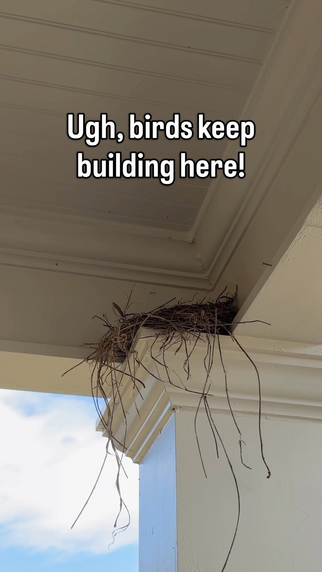 Birds kept rebuilding in this exact spot… over and over 😅

And I wasn’t about to cover my porch in those ugly spikes.

Nobody panic! The nest with eggs went back up. The other nest got a simple fix that actually blends in—and they haven’t come back since 🙌

If you’ve got this same builder-grade gap, this is SUCH an easy upgrade.