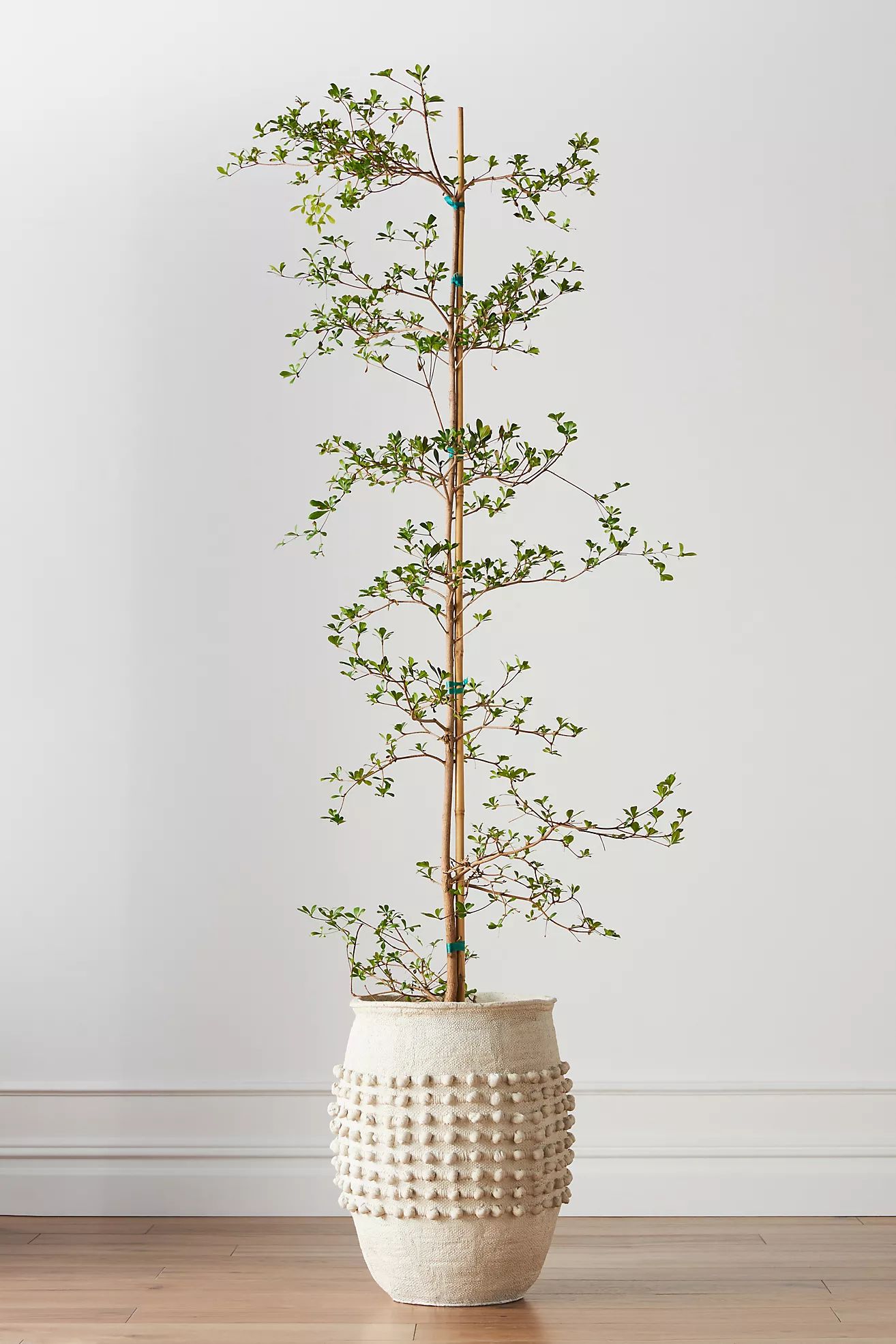 Minka Textured Pot | Anthropologie (US)