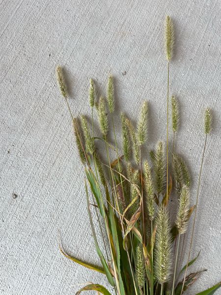 FALL GRASSES 
.
These are real grasses that will dry on my fall wreath but dried grasses are also perfect for indoors too! 🤍

#LTKhome #LTKSeasonal
